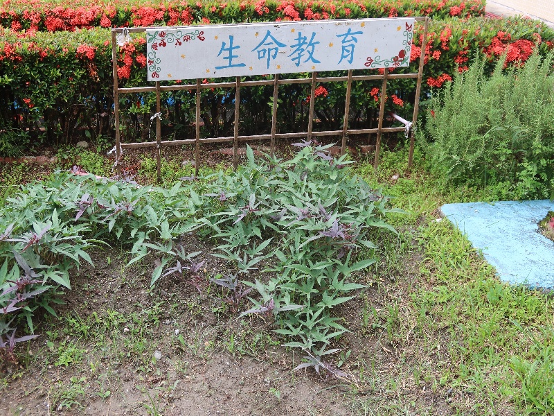 6.校園內生命教育花園，由學校教師指導學生種植花朵